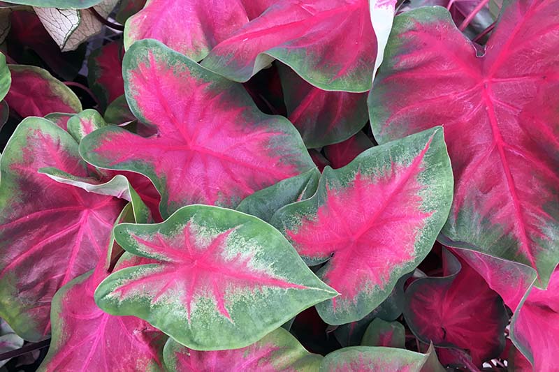 A close up horizontal image of bright pink and green caladium leaves on a soft focus background.
