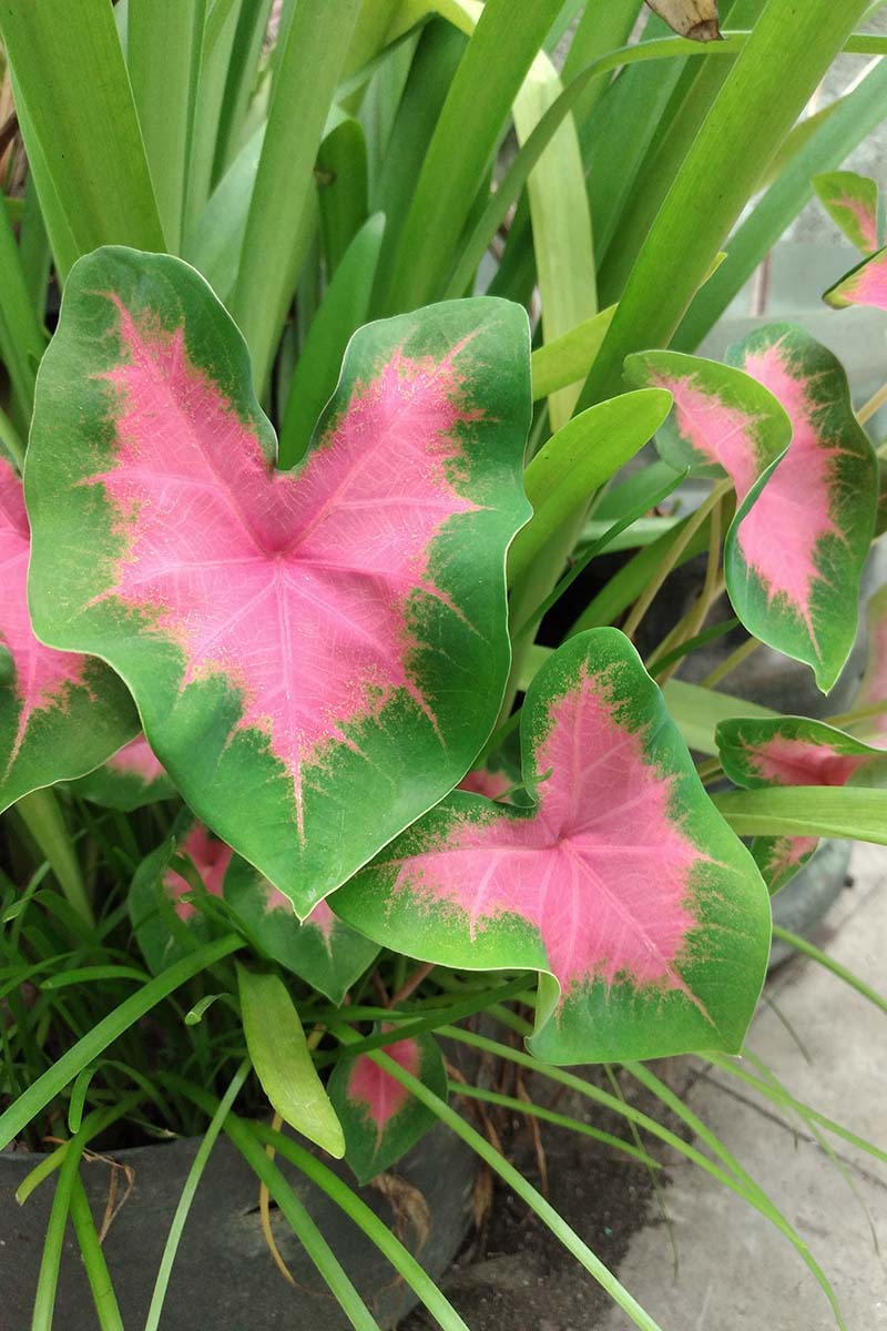 A vertical close up picture of a plant with pink and green leaves growing in a garden border, with tall upright foliage in the background.