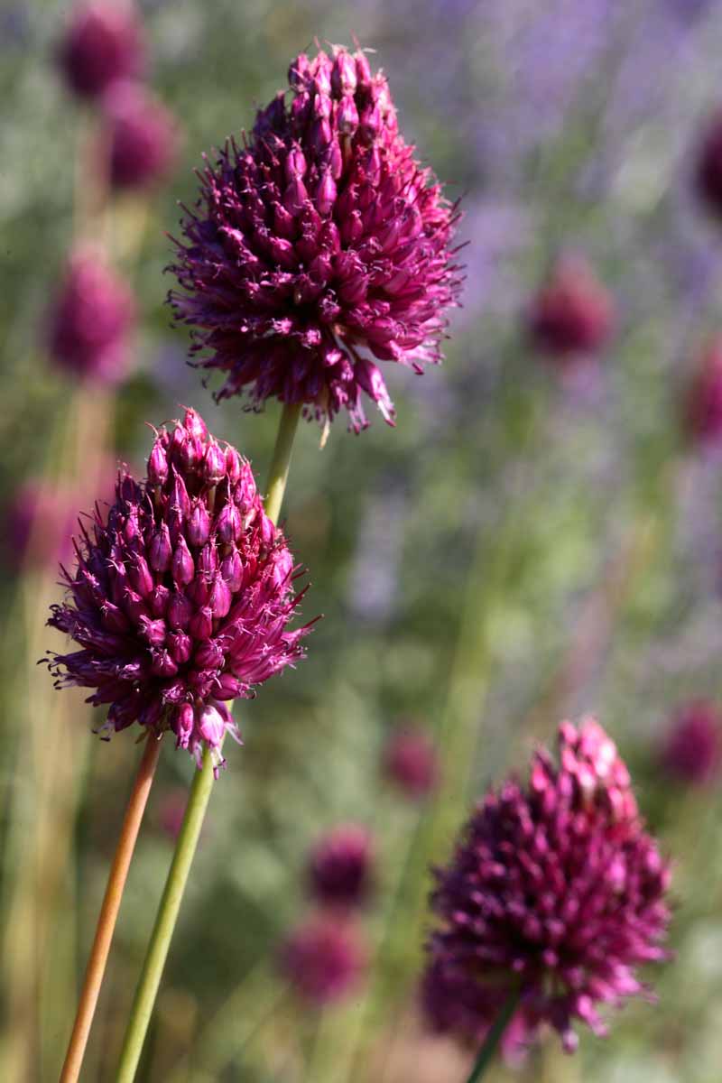 A close up vertical picture of bright pink Allium sphaerocephalon flowers, pictured on a soft focus background.