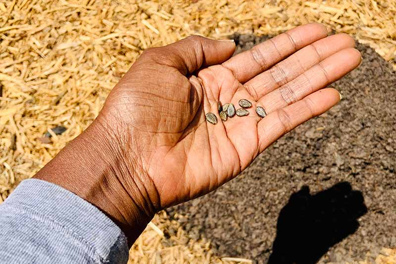 A close up of a hand from the left of the frame with an open palm holding seven small seeds, ready for planting into the freshly prepared soil in the background, pictured in bright sunshine.
