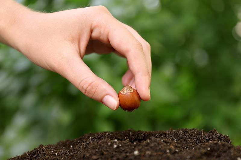 A close up horizontal image of a hand from the left of the frame planting a hazelnut seed into dark, rich soil, pictured on a soft focus green background.