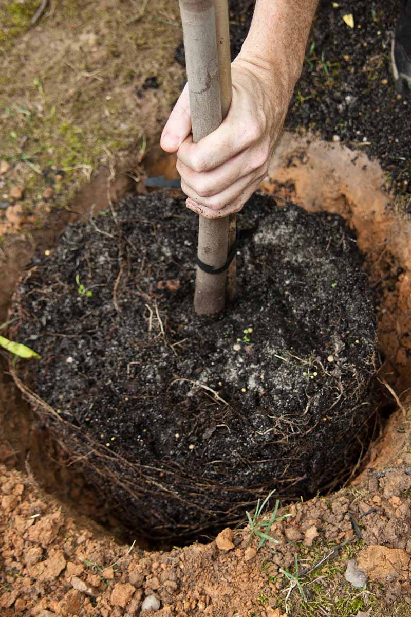 A close up vertical image of a hand from the top of the frame planting a tree in a large hole in the garden.