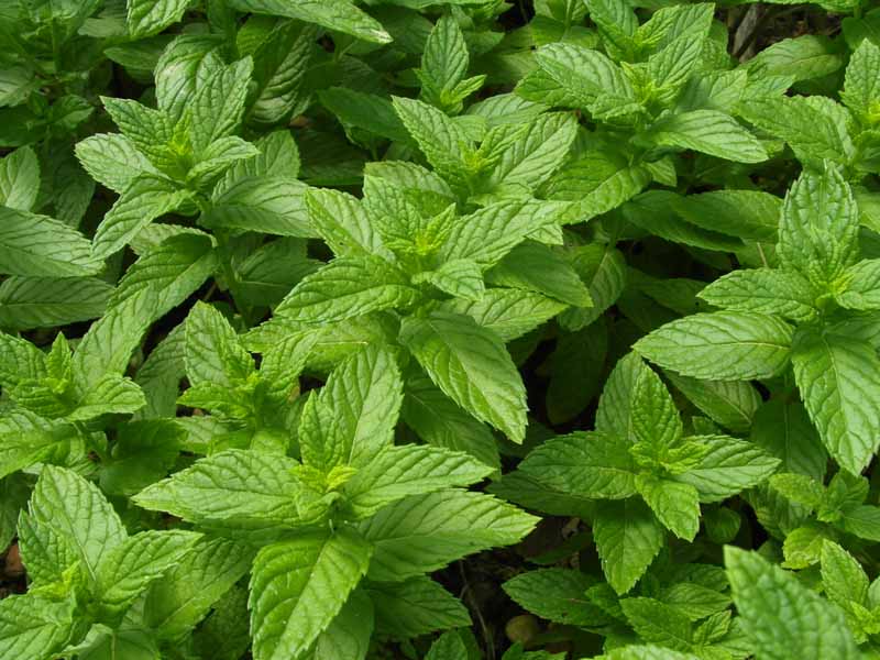 A close up of Mentha spicata growing in the garden with bright green, slightly serrated leaves, pictured on a soft focus background.