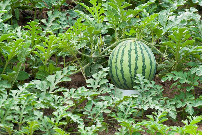 A horizontal image of a large melon vine growing in the garden, with a large, dark and light green striped fruit surrounded by foliage.
