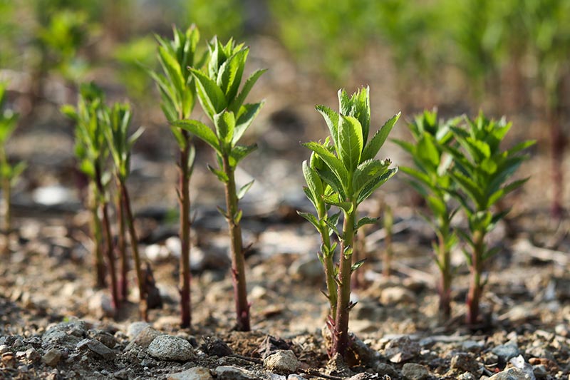 A close up of small Platycodon grandiflorus seedlings growing in the garden, pictured in light sunshine, on a soft focus background.
