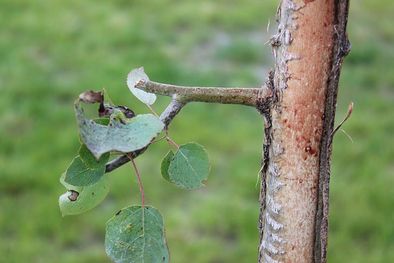 A close up of an Aspen tree with bark removed by moose, pictured on a soft focus background.