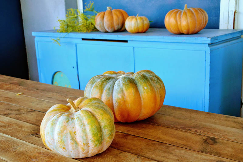 A close up of winter squash set on a wooden table, with a blue sideboard in the background.