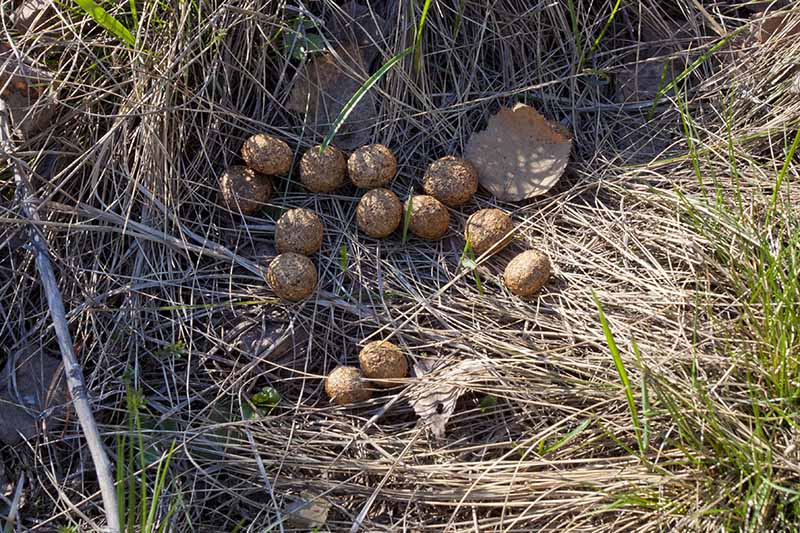 A close up of rabbit droppings on dead grass, pictured in light sunshine.