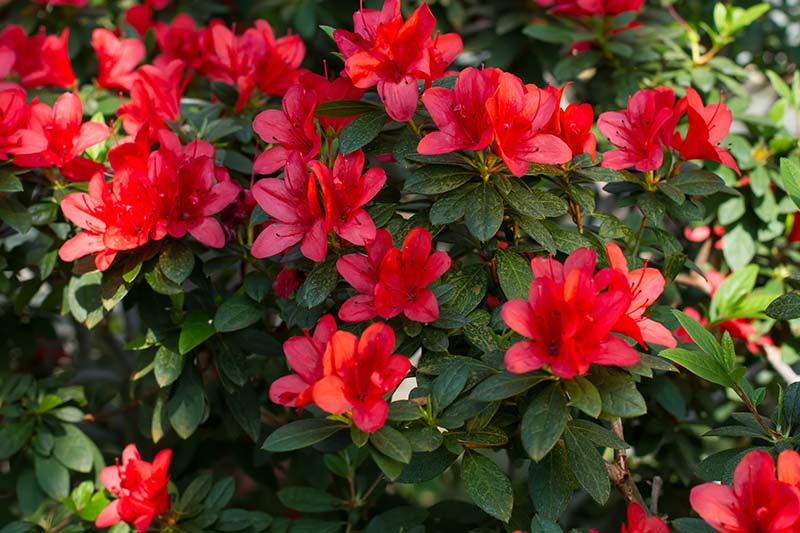 A close up of bright red azaleas blooming in the late summer garden, surrounded by dark green foliage.