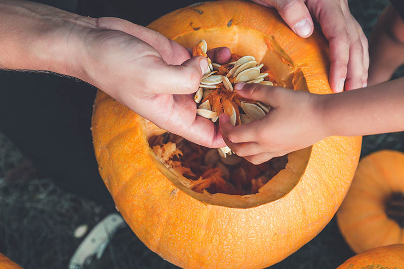 A close up horizontal image of two hands from either side of the frame picking seeds out of a carved orange pumpkin, on a soft focus background.