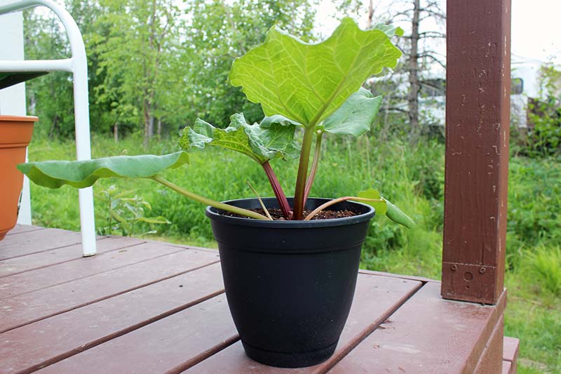 A close up of a small black plastic pot set on a wooden deck, containing a rhubarb plant, with a garden scene in soft focus in the background.