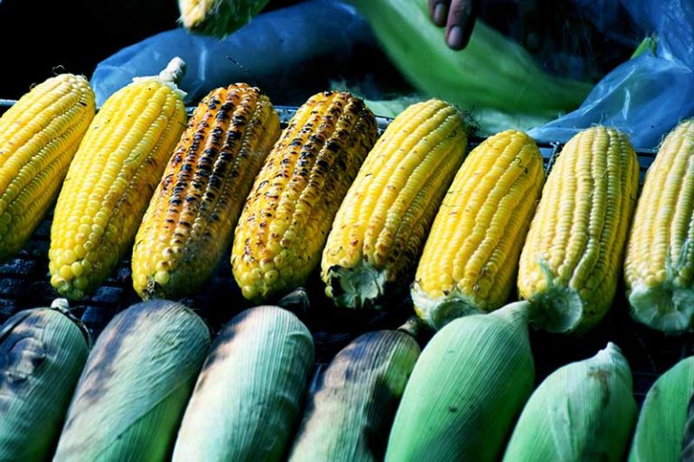 How to Plant and Grow Sweet Corn at Home Gardener’s Path