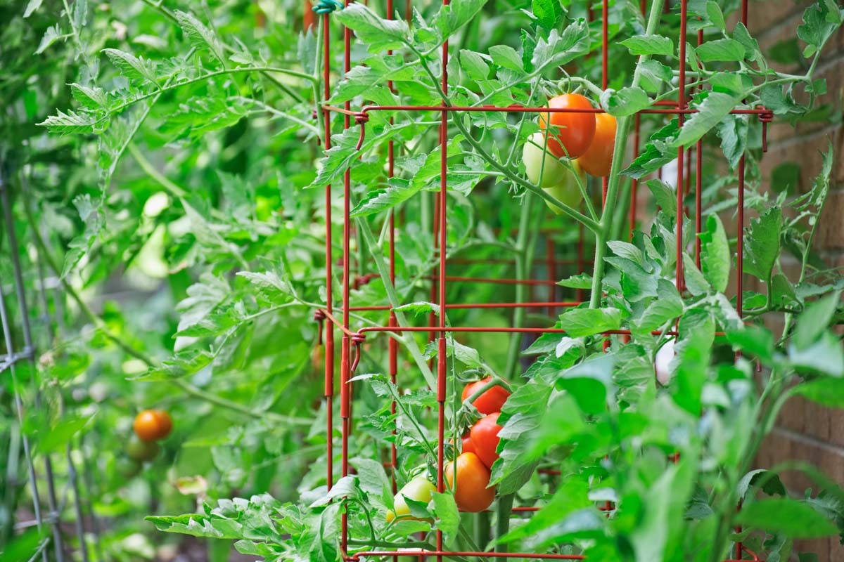 Roma tomato plants growing in cages for support.