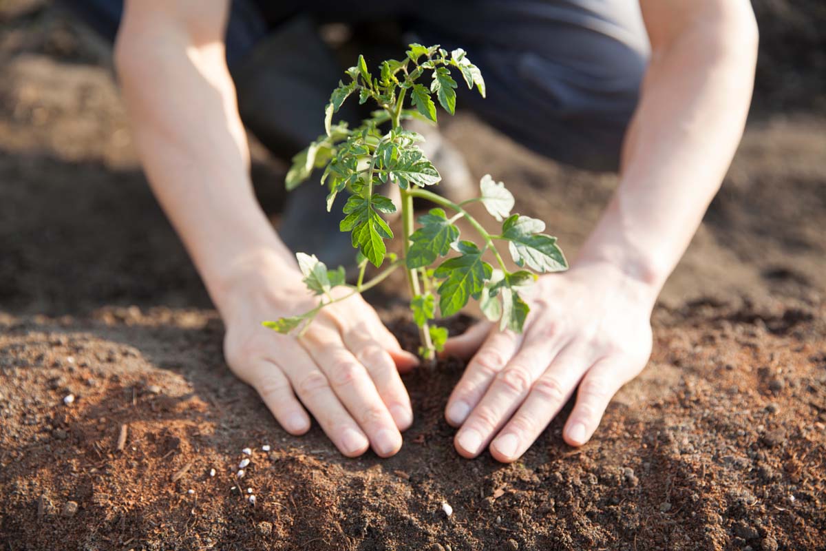 Two human hands planting a Roma tomato seedling in a loamy garden soil.