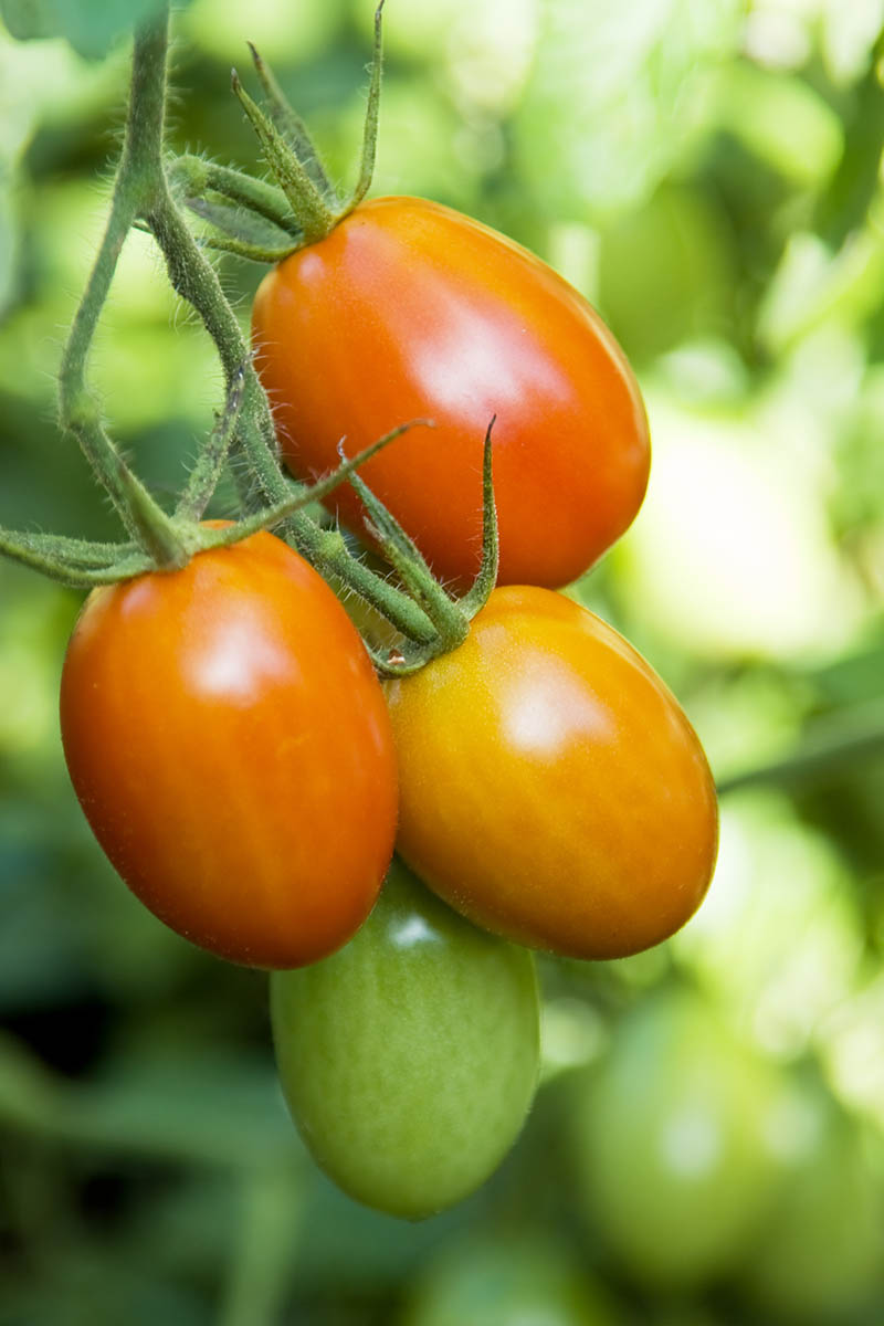 A vertical close up picture of ripe and unripe tomatoes on the vine, growing in the garden, pictured in light filtered sunshine on a soft focus background.