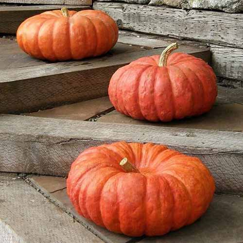 A close up of three 'Rouge Vif d'Etampes' squash set on wooden steps with a wooden fence in the background.