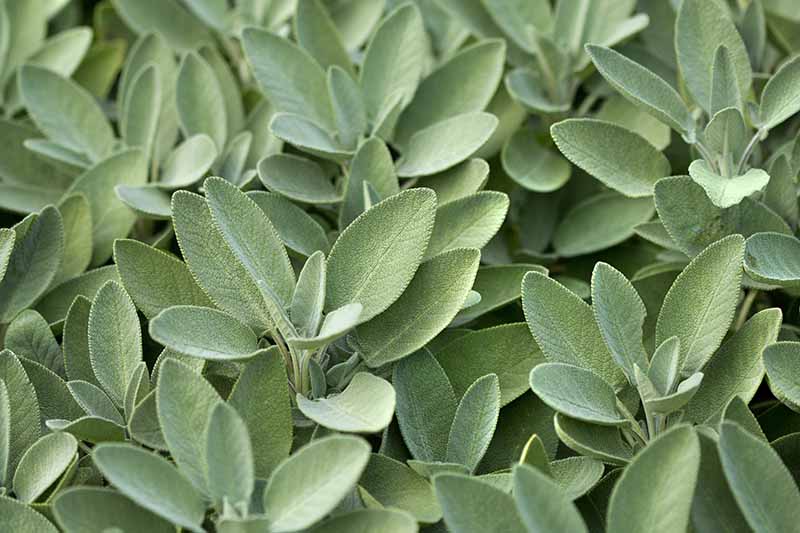 A close up, background of Salvia officinalis foliage with gray-green leaves.
