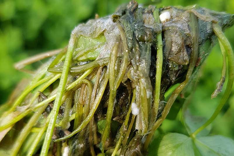 A close up of a plant suffering from Sclerotinia root rot on a soft focus background.