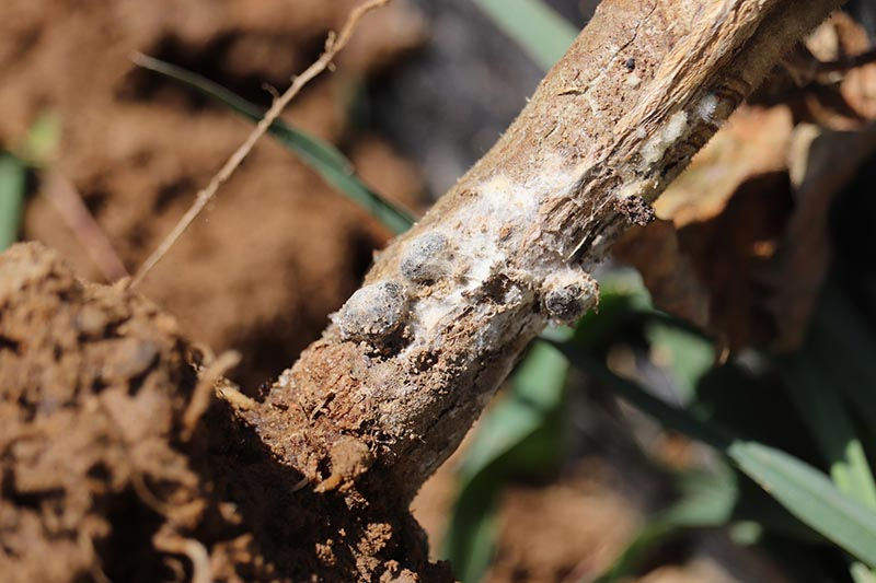 A close up of a stem suffering from tomato white mold, showing a white, moldy substance.