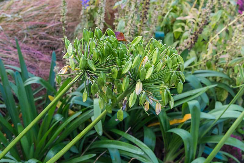A close up of seed heads developing on Agapanthus flowers with foliage in soft focus in the background..