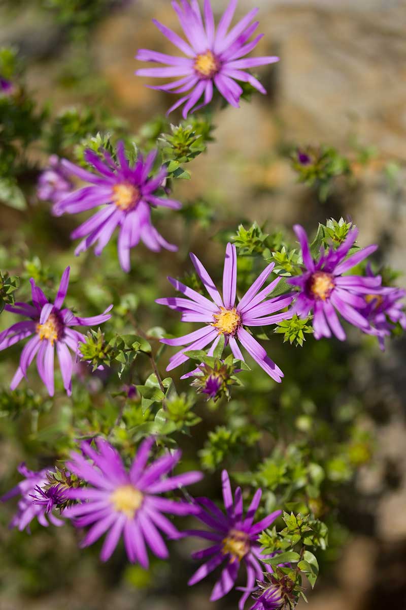 A vertical picture of the purple flowers of Symphyotrichum sericeum, growing in the late summer garden, pictured in light sunshine on a soft focus background.