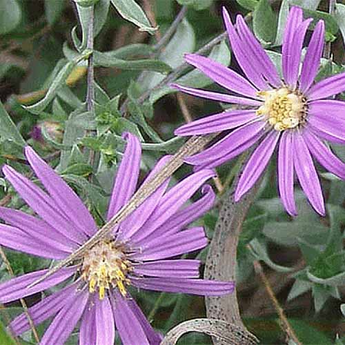 A close up of two light purple Symphyotrichum sericeum flowers with foliage in soft focus in the background.