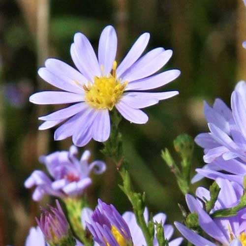 A close up of a delicate blue Symphyotrichum oolentangiense flower with a yellow center pictured in light sunshine on a soft focus background.