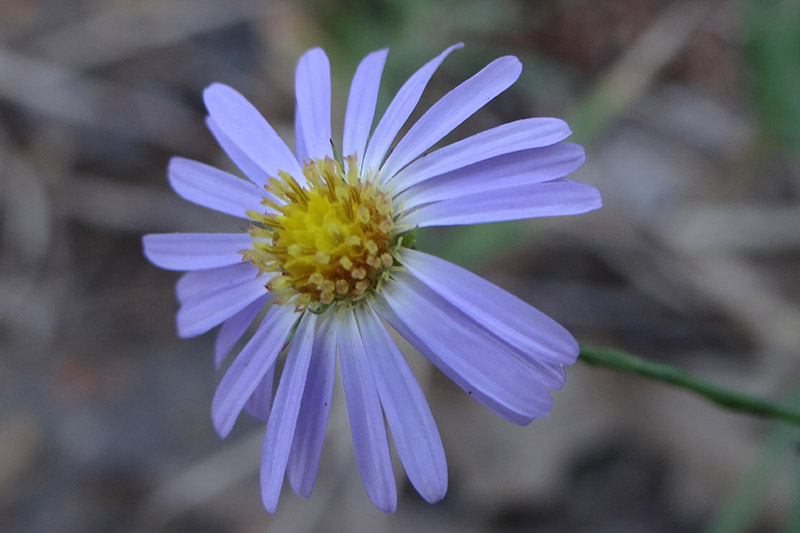 A close up of a Symphyotrichum oolentangiense flower, with delicate light blue petals surrounding a yellow center, pictured on a soft focus background.