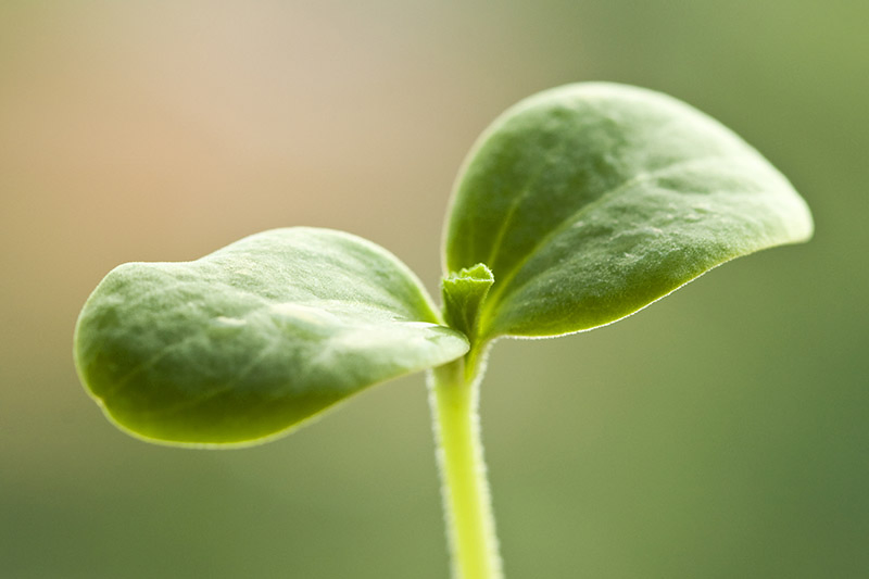 A close up of a tiny seedling, just sprouted, pictured on a green soft focus background.