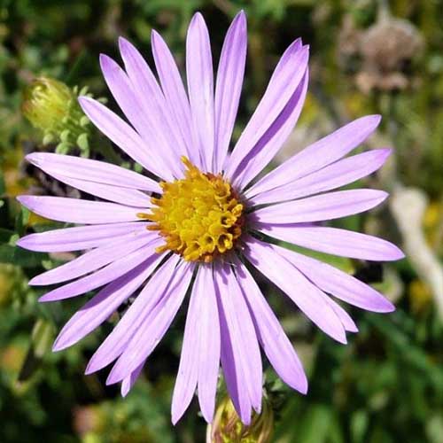 A close up of a Symphyotrichum laeve flower, with delicate purple rays surrounding a yellow center, pictured in bright sunshine on a soft focus background.