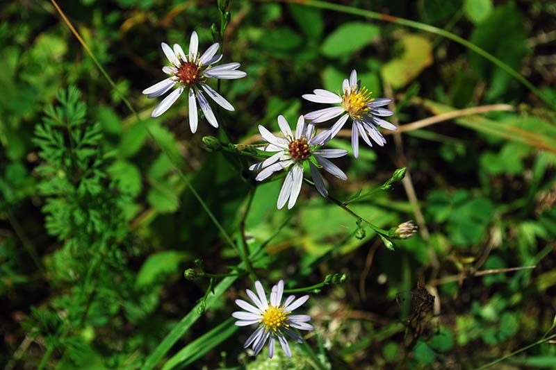 A close up of the delicate, daisy-like blooms of Symphyotrichum laeve growing in the garden, with foliage in soft focus in the background.