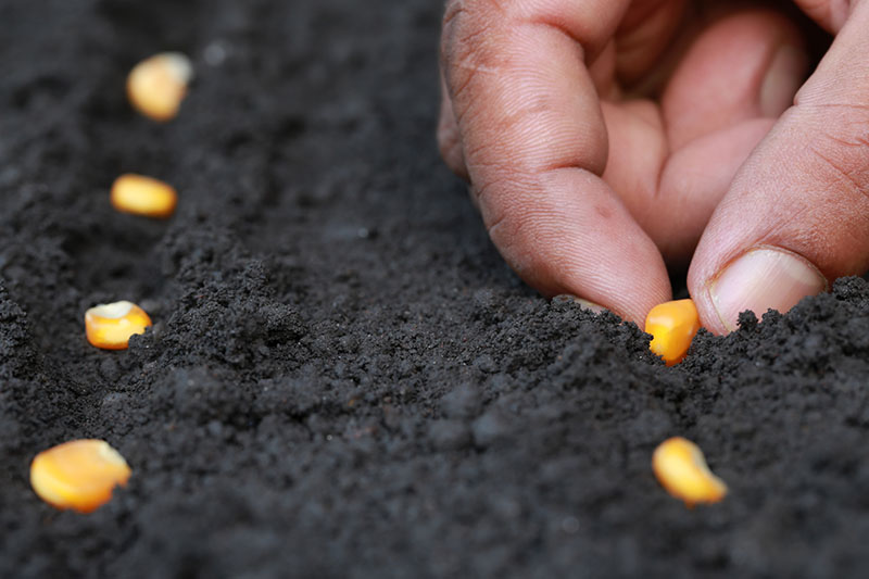 A close up of a hand from the right of the frame sowing Zea mays seeds into dark rich soil.