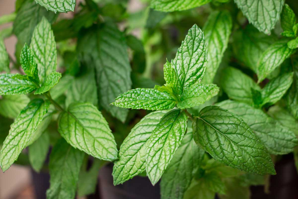 A close up of the leaves of spearmint growing in a cottage garden in containers.