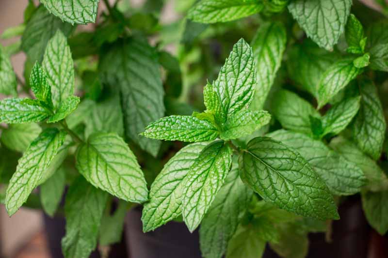 A close up of the leaves of spearmint growing in a cottage garden in containers.