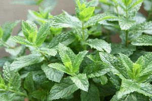 How to Grow and Care for Spearmint Plants