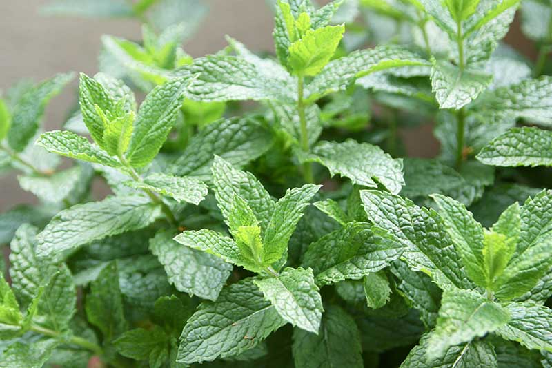 A close up of Mentha spicata growing in the garden, pictured on a soft focus background.