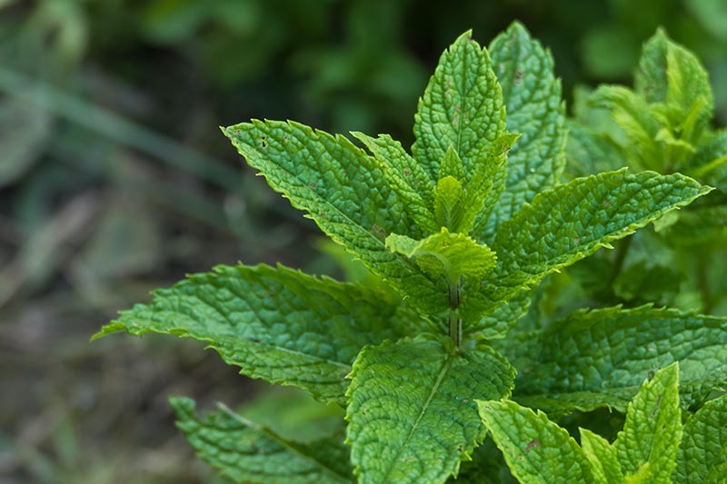 A close up of Mentha spicata growing in the garden with bright green, serrated leaves, pictured on a soft focus dark background.