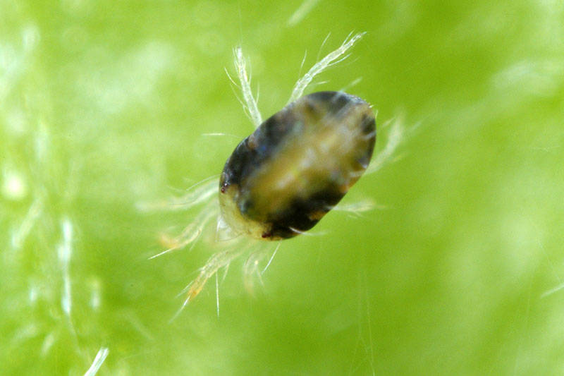 A close up of a spider mite, a common garden pest, pictured on a green background.