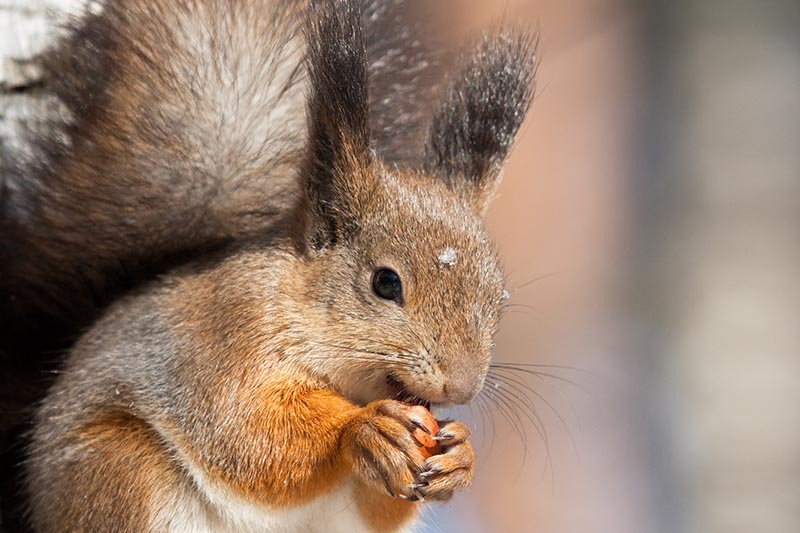 A close up horizontal image of a squirrel eating a nut, pictured in light sunshine on a soft focus background.
