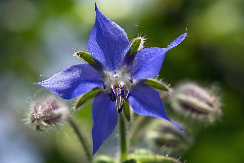 A close up of a bright blue, star-shaped borage flower growing in the garden, pictured in bright sunshine on a soft focus background.