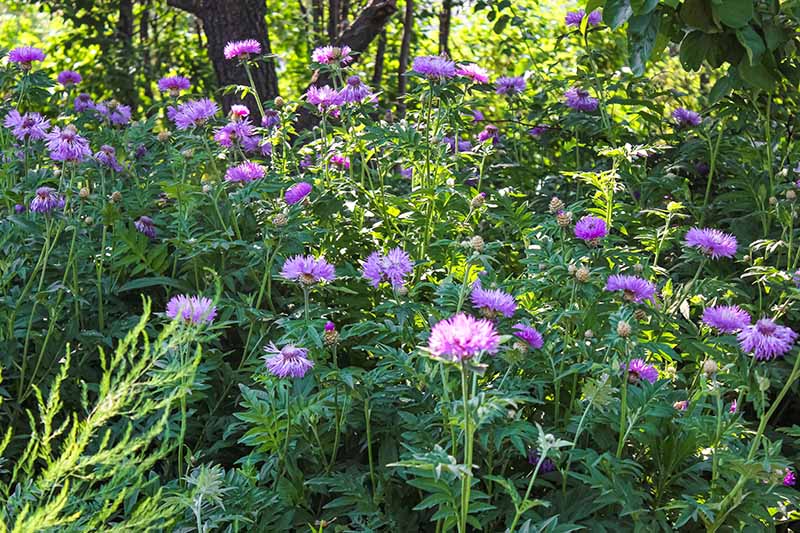 A close up of Stokes' asters growing in the garden in dappled sunshine with trees and shrubs in soft focus in the background.