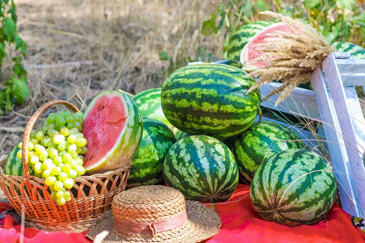 A close up of a summer picnic scene, with a basket full of grapes and a sliced watermelon, set on a red blanket on the ground, with a straw hat and rustic wooden boxes with bright green striped melons arranged in a pile.