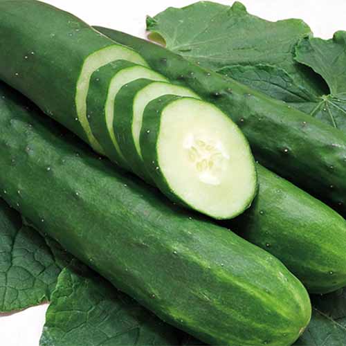 100 LONG GREEN IMPROVED CUCUMBER Slicing Cucumis Sativus Fruit Vegetable Seeds