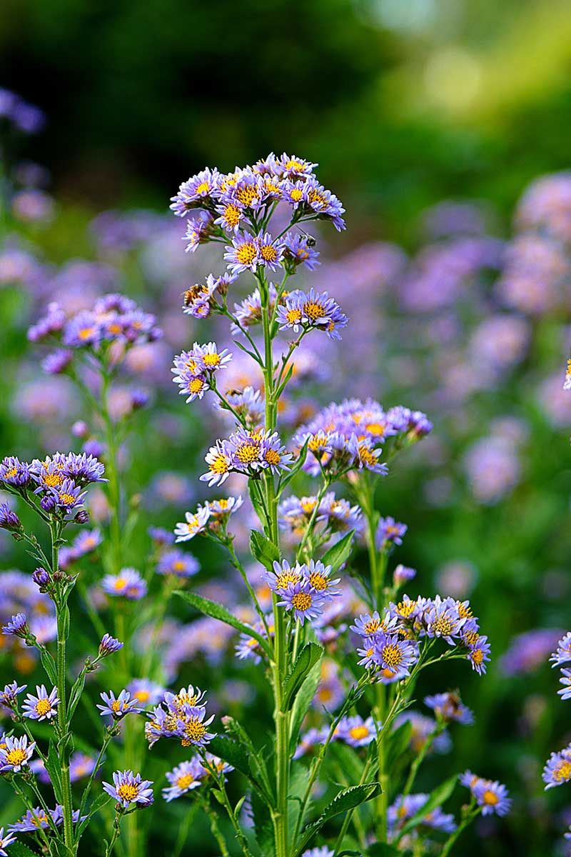 A vertical picture of the upright stems and light purple flowers with yellow centers of the Aster tataricus growing in the late summer garden.