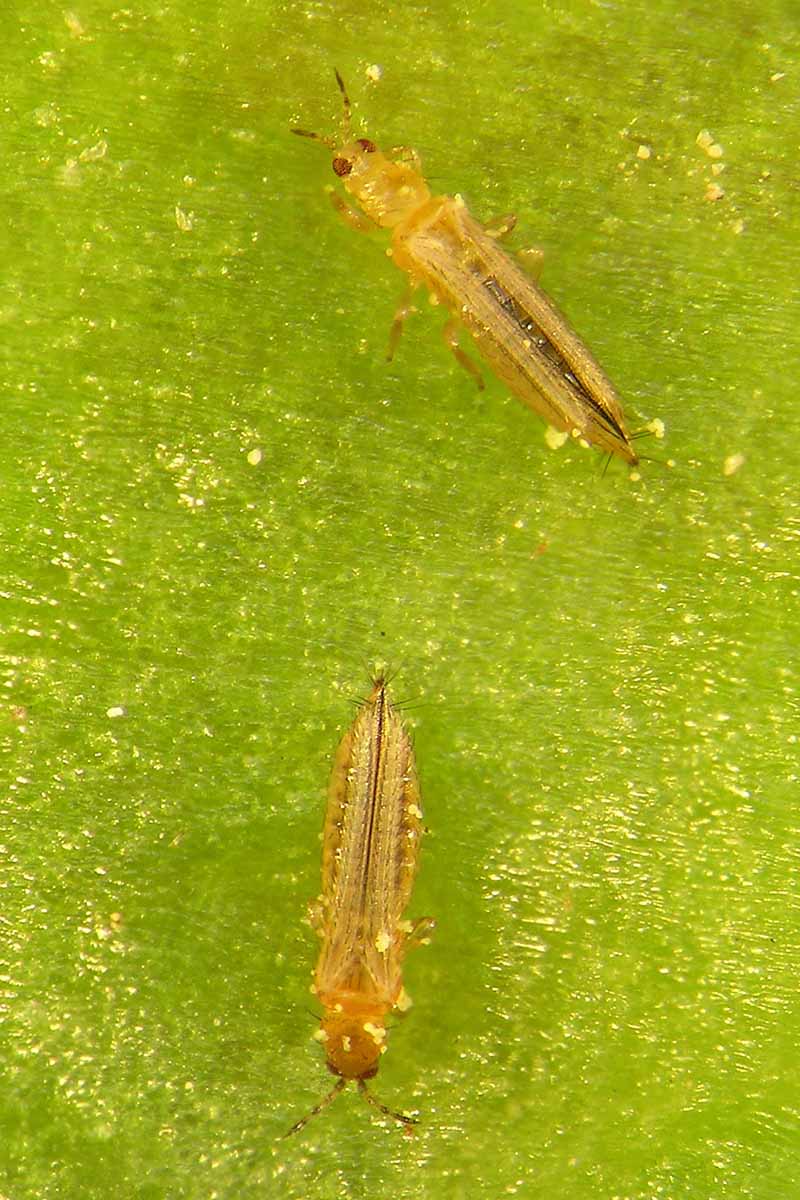 A vertical close up picture of thrips, a common garden pest, on a green leaf.