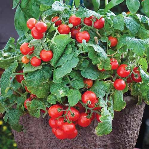 A close up of a determinate, dwarf variety 'Tiny Tim' growing in a container with an abundance of bright red tomatoes.