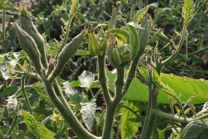 Tomato Big Bud Disease: Symptoms and Prevention Options