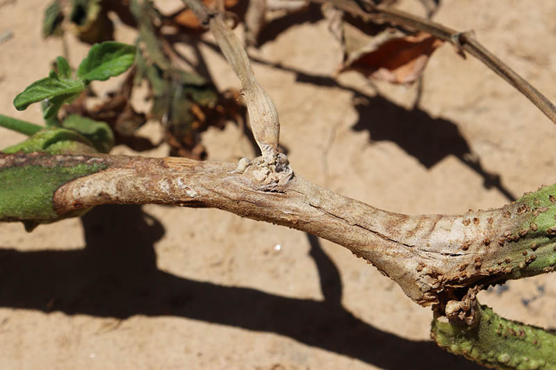 A close up of a stem of a tomato plant suffering from sclerotinia stem rot, pictured in bright sunshine with earth in soft focus in the background.