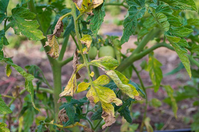 A close up of the leaves of a tomato plant suffering from a disease that has caused the leaves to turn yellow and die, pictured on a soft focus background.