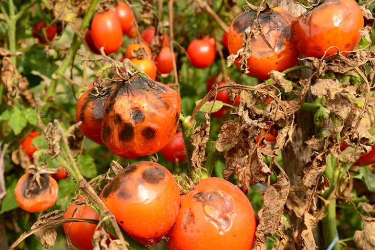 tomato blight ontario